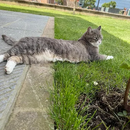 Casa Delle Apartment Siena